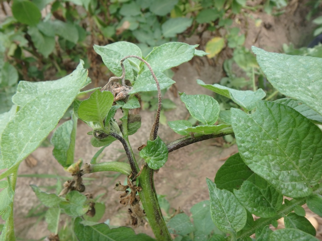 Фитофтороз картофеля