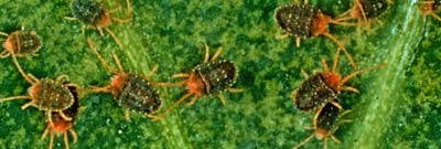 Бурый плодовый клещ