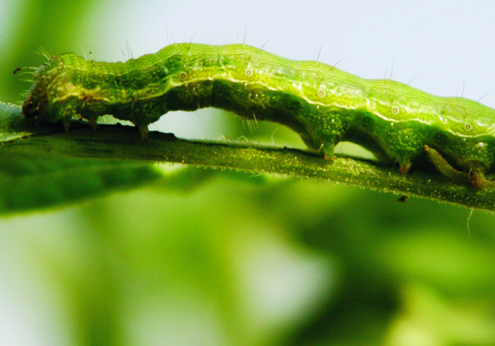 Совка хлопковая