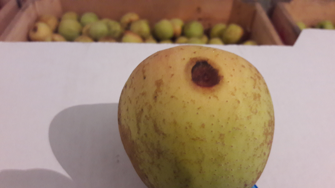 Монолиоз или плодовая гниль