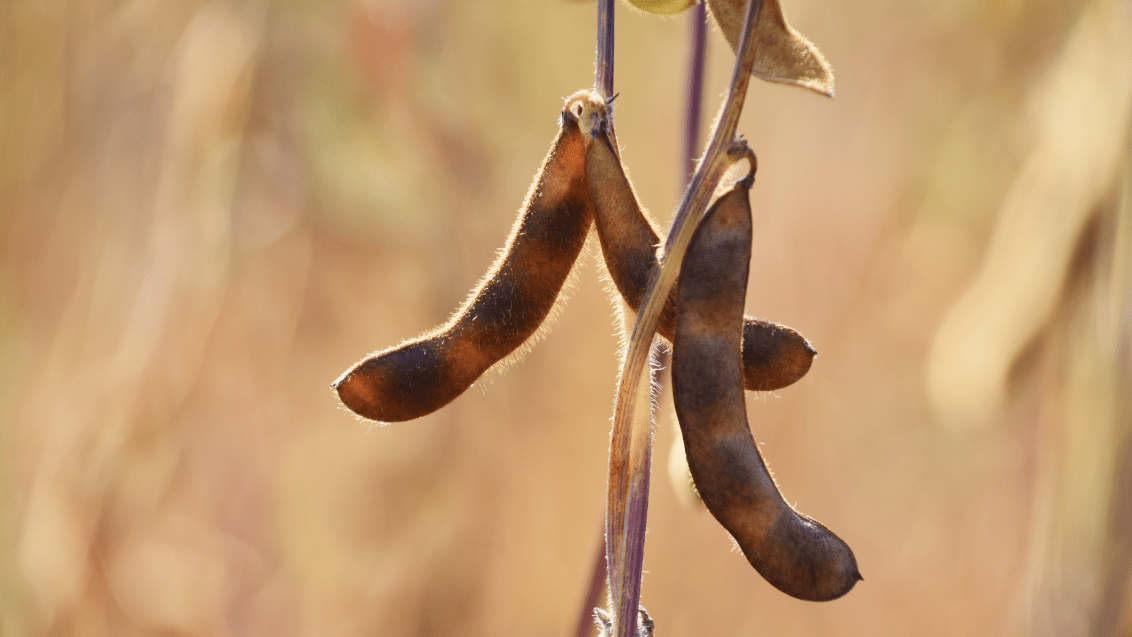 Соя. Агроцентр Орел 2025