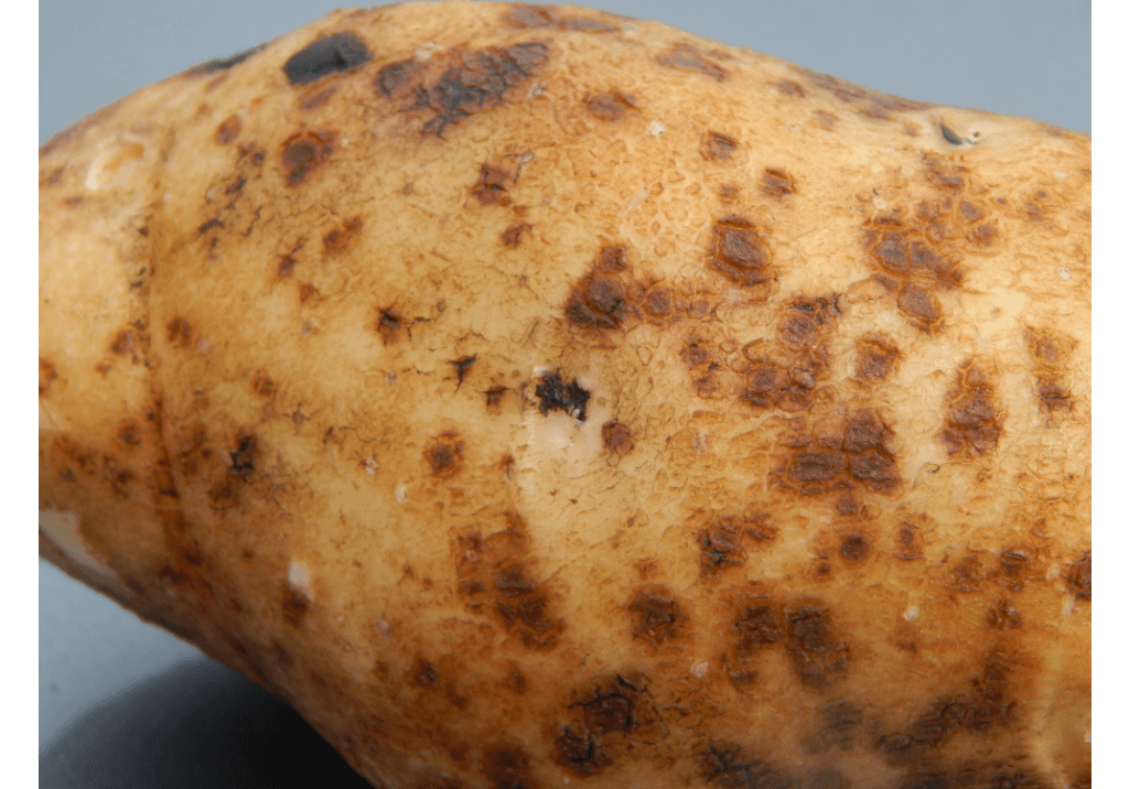 Парша обыкновенная