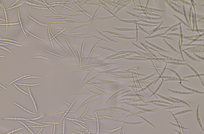 Фузариозная корневая и прикорневая гниль