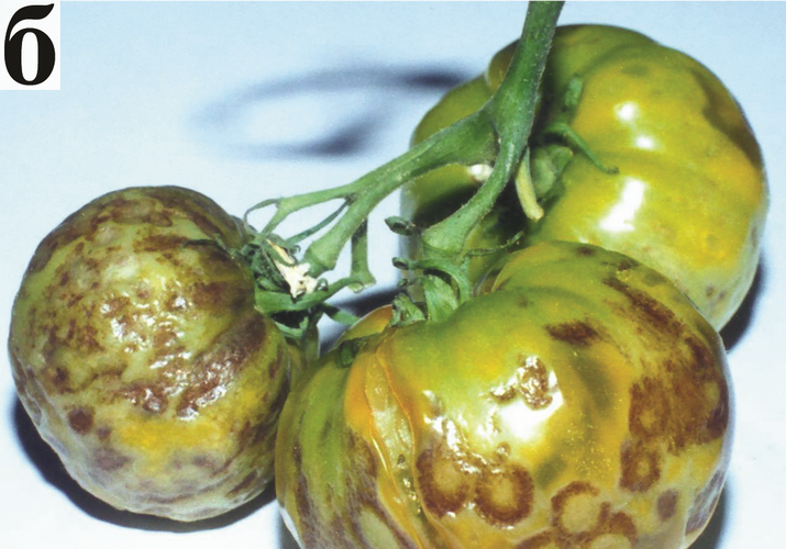 X-вирус картофеля на томате