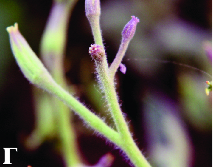 Столбур томата