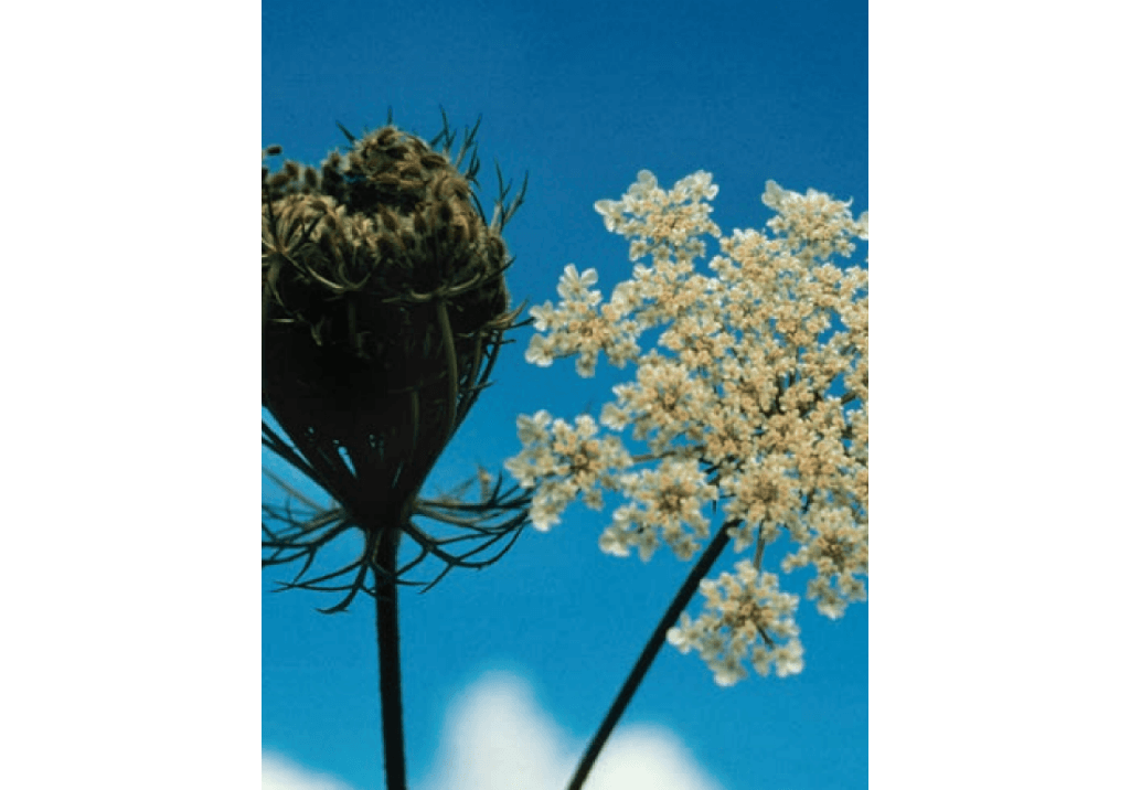 Морковь дикая