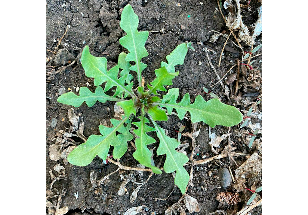 Пастушья сумка обыкновенная