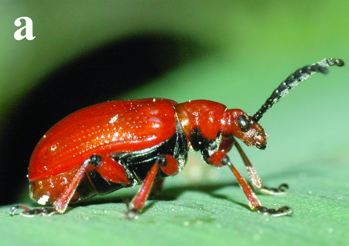 Трещалка луковая