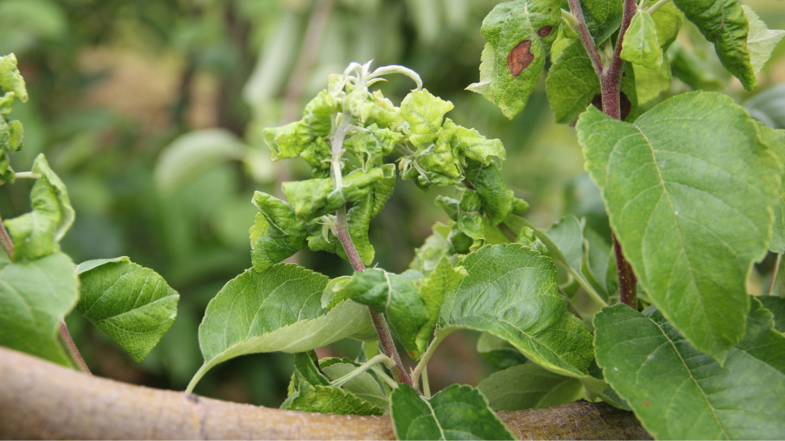 Тля серая яблонная