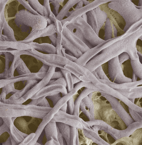 Лечебный эффект АДЕПИДИН® на молодой мицелий