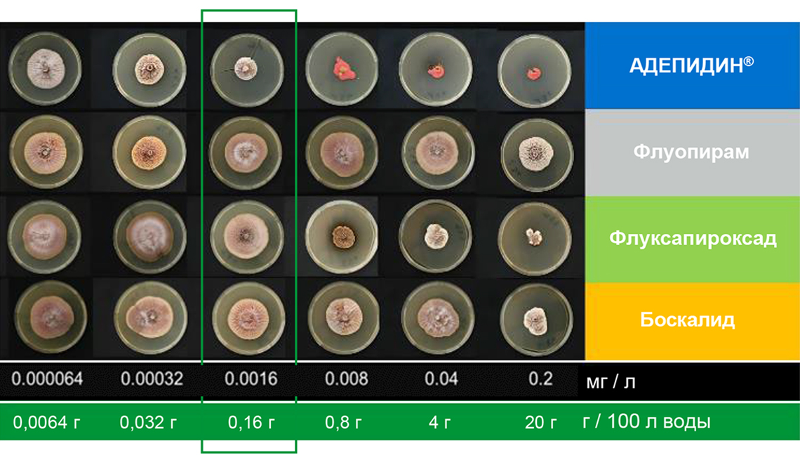 Подавление роста мицелия Septoria glycines на 14-й день, in-vitro