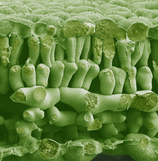 Профилактическая обработка АДЕПИДИН®