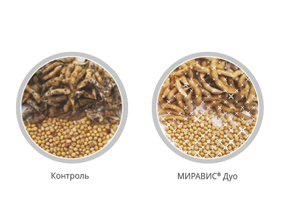 Результаты внутренних опытов компании «Сингента» в Аргентине 2
