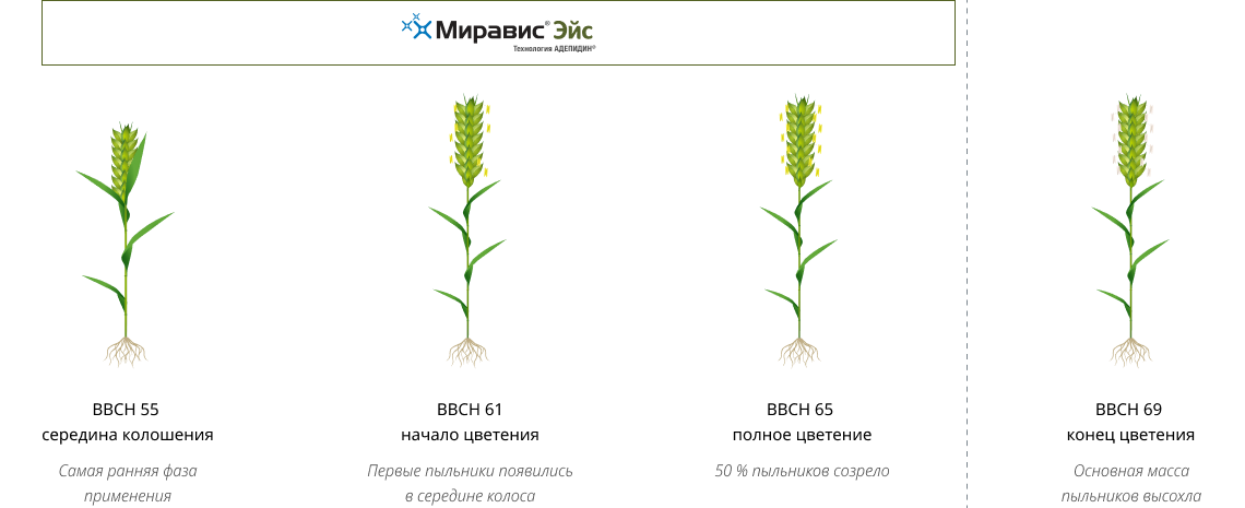 Схема применения МИРАВИС® Эйс