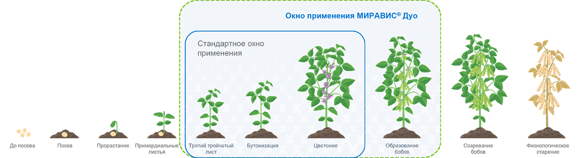 Окно применения МИРАВИС® Дуо