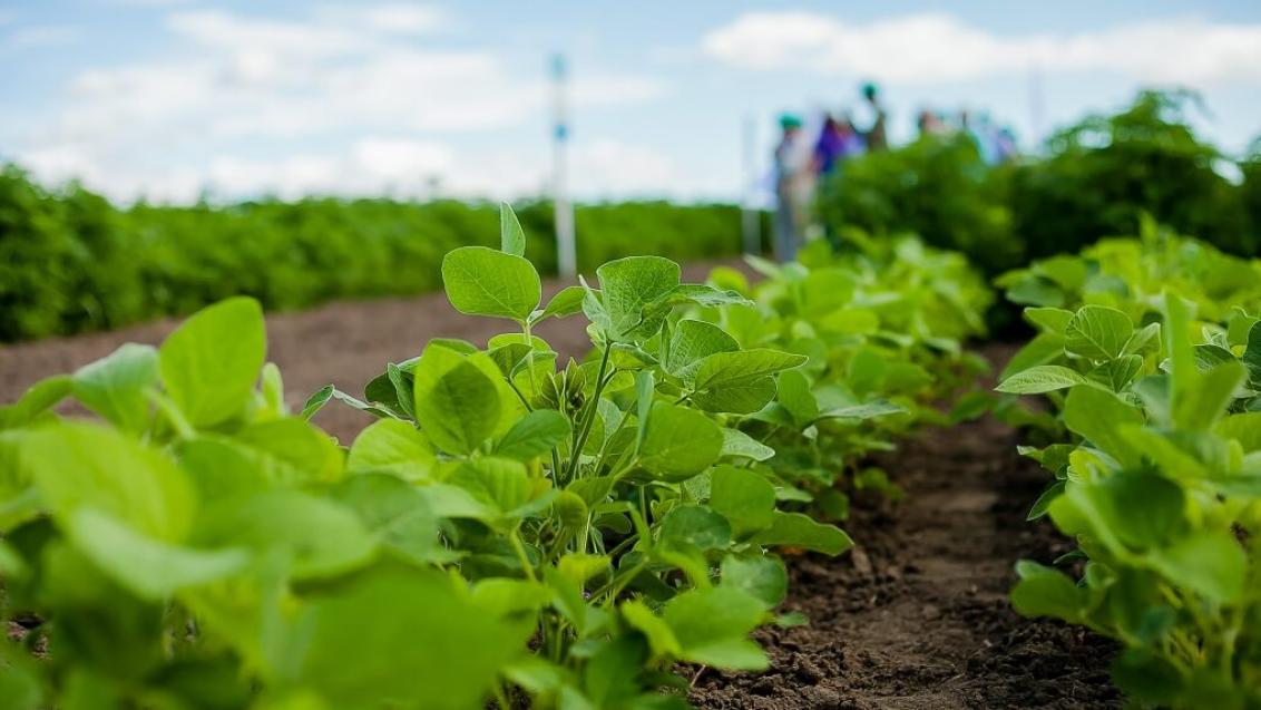 День сои компании «Сингента» на Дальнем Востоке