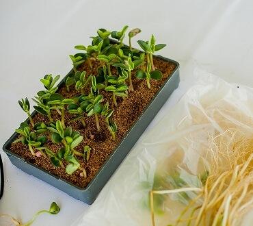 Схемы выращивания сои