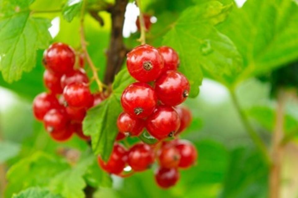 15v._krepkiy_oreshek_dlya_kontrolya_muchnistoy_rosy.jpg