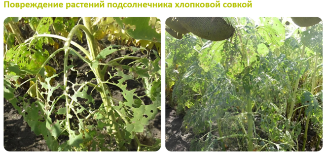 Повреждение растений подсолнечника хлопковой совкой