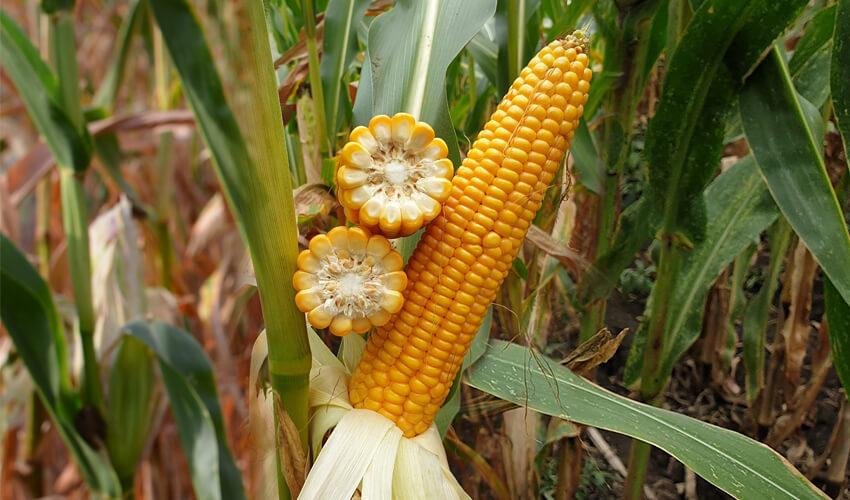 СИ Инвиктус