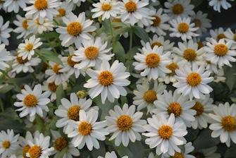 Железо, которое содержится в почве в естественных условиях, обычно имеет форму, недоступную для растений