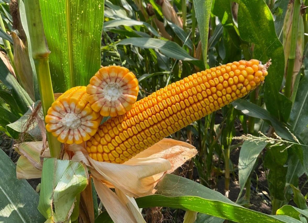 Фото СИ Дипломат