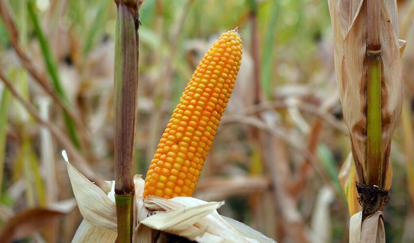 СИ Абелардо фото