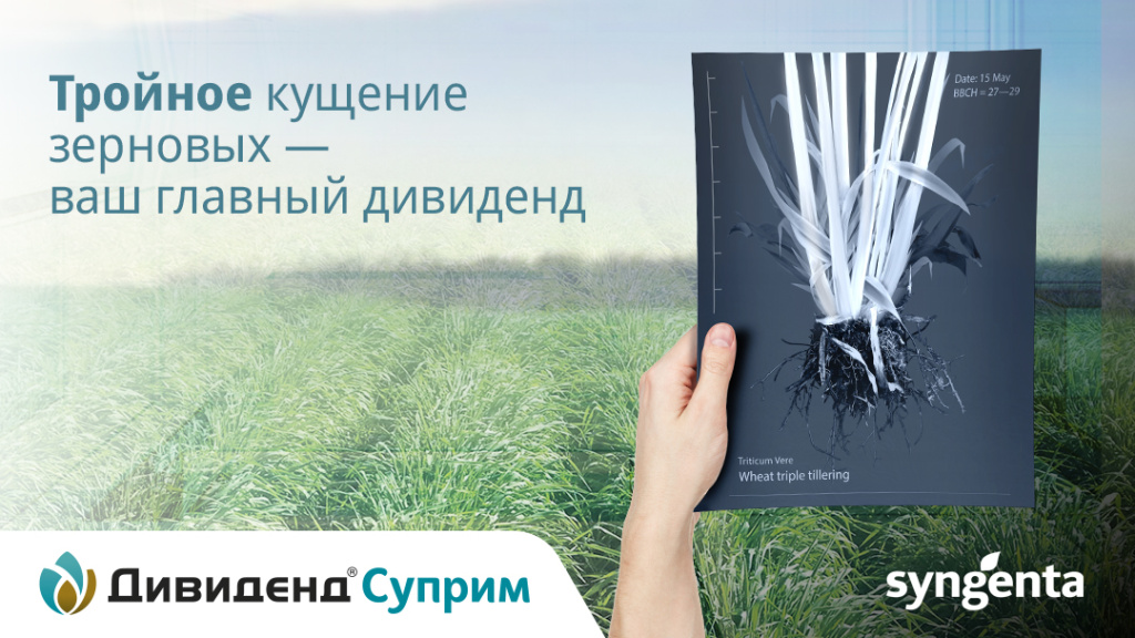 ДИВИДЕНД СУПРИМ - Тройное кущение зерновых - ваш главный дивиденд