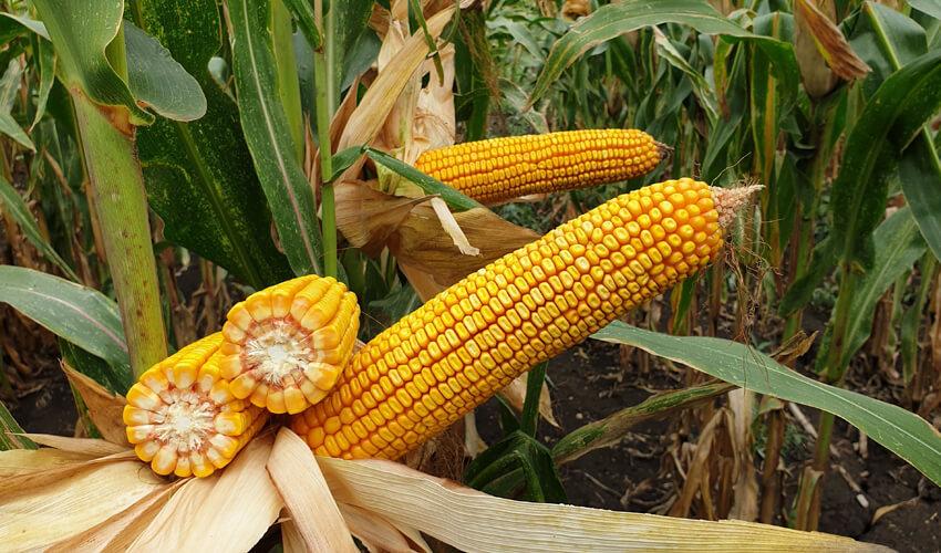 СИ КАРИОКА фото