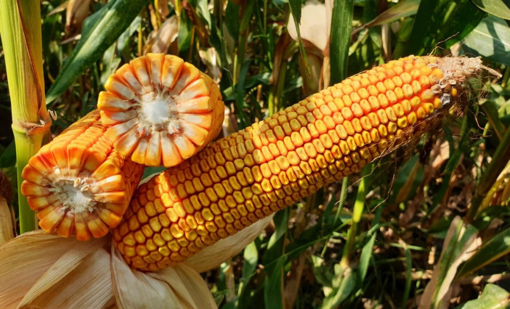 Фото Спектрал