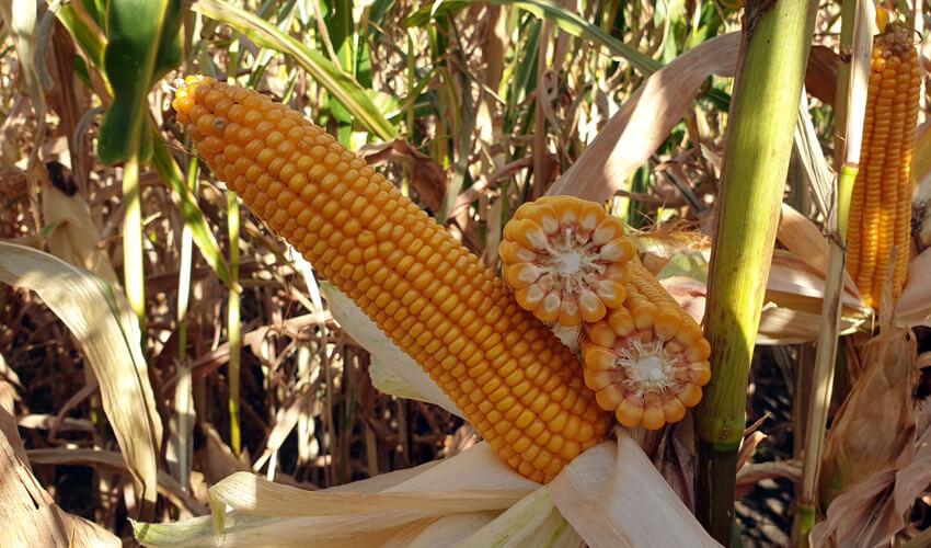 СИ ЮНИТОП фото