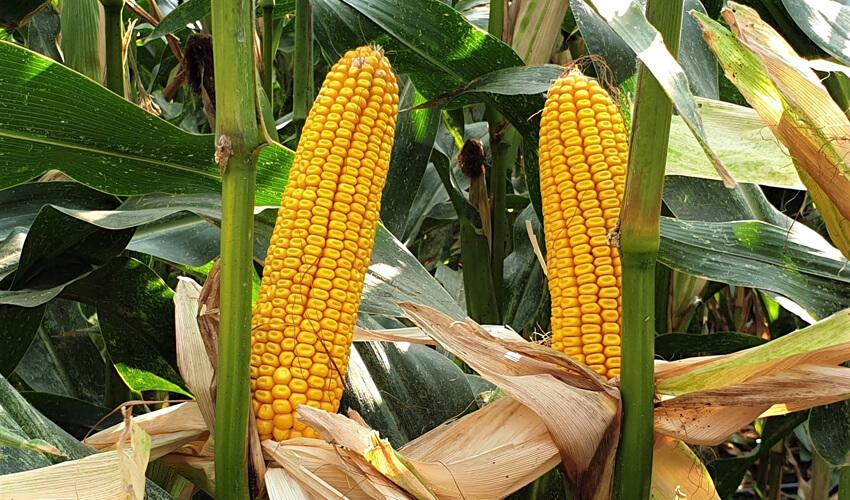 СИ Энермакс фото