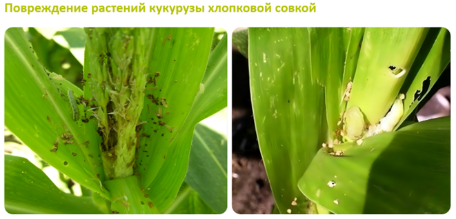 Повреждение растений кукурузы хлопковой совкой
