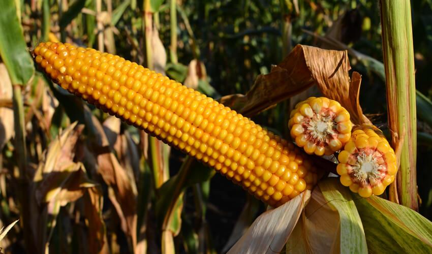 СИ РОТАНГО фото