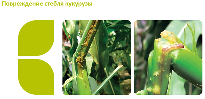 Повреждение стебля кукурузы