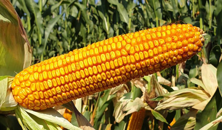 СИ АМБАДОР фото