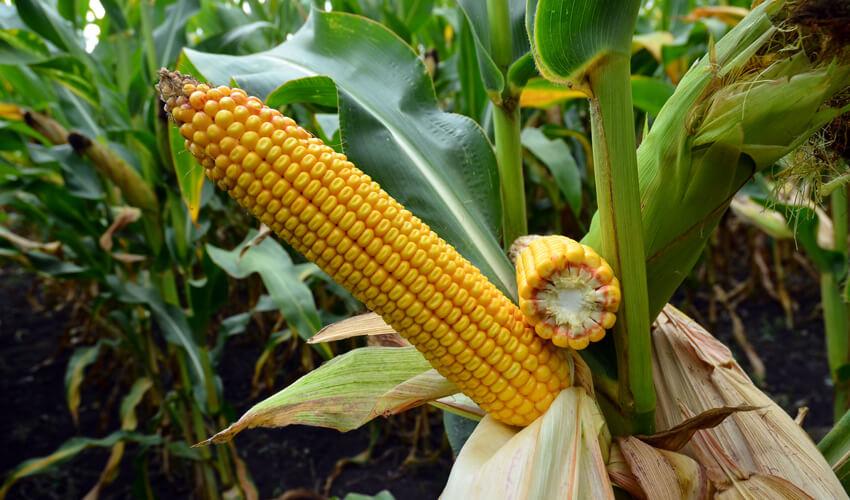 СИ ТЕЛИАС фото