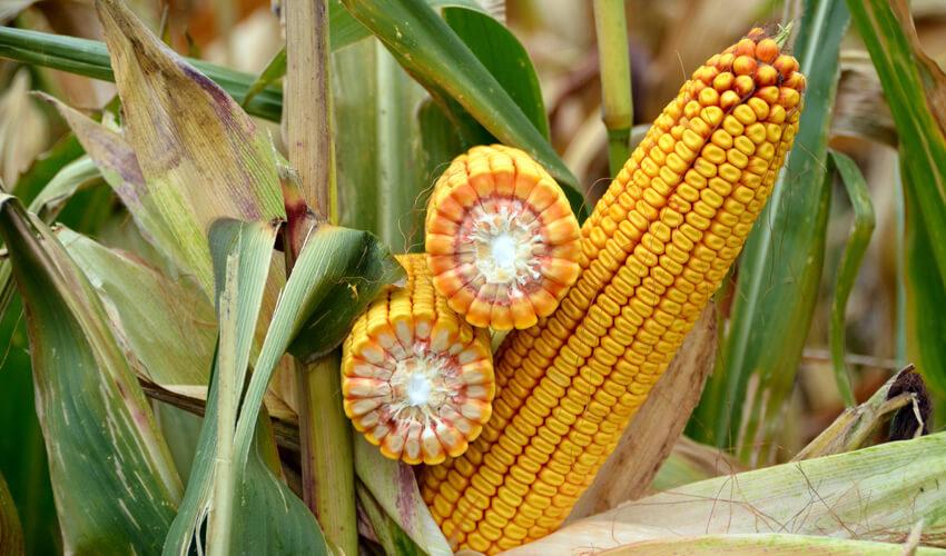 СИ ЧОРИНТОС фото