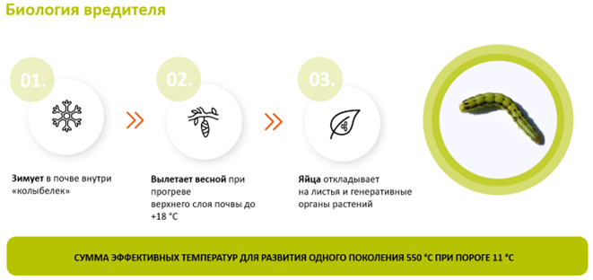 Биология вредителя