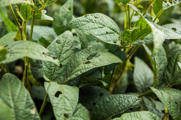 Продукты на основе действующего вещества эмамектина бензоат