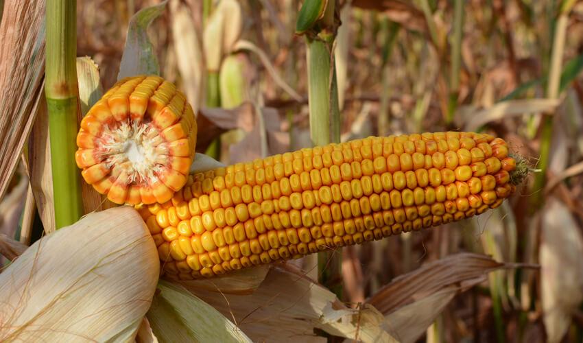 СИ ОЗОН фото