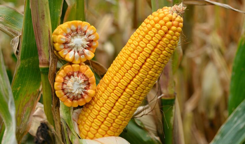 СИ ФОРТАГО фото