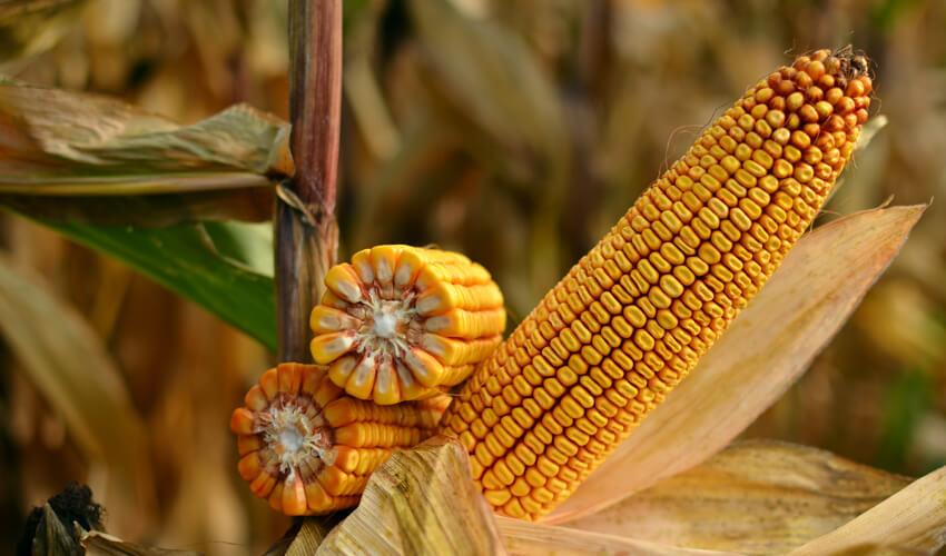 СИ ФЕНОМЕН фото