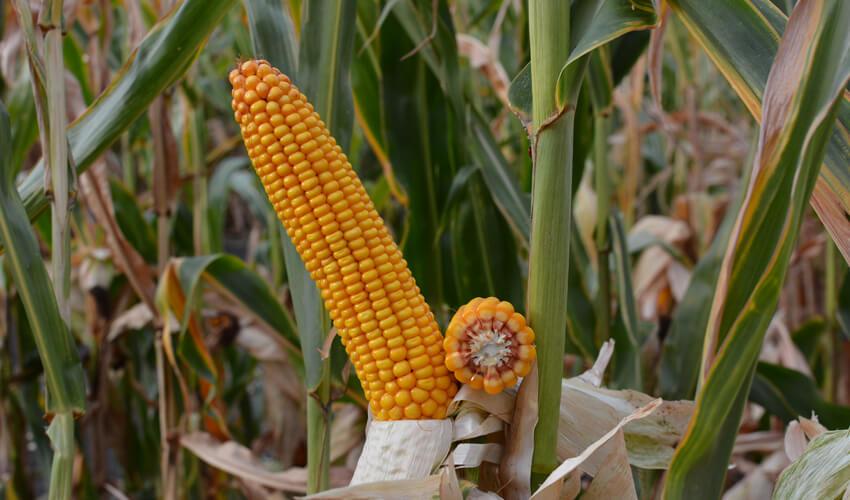 СИ КАРДОНА фото