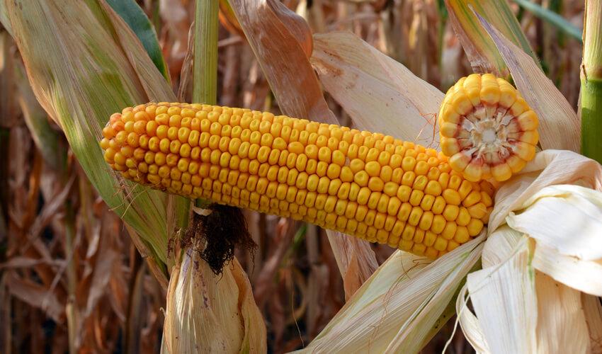 СИ СКОРПИУС фото