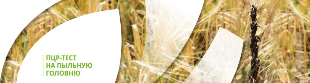 ПЦР-тест на пыльную головню