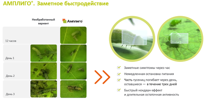 АМПЛИГО®. Заметное быстродействие