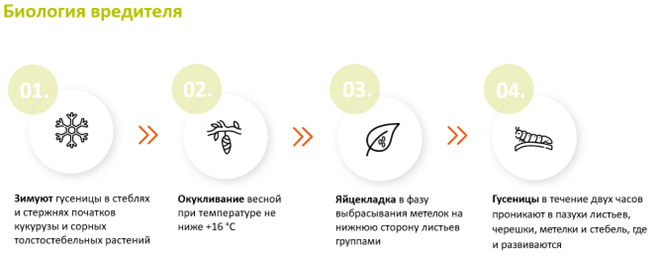 Биология вредителя