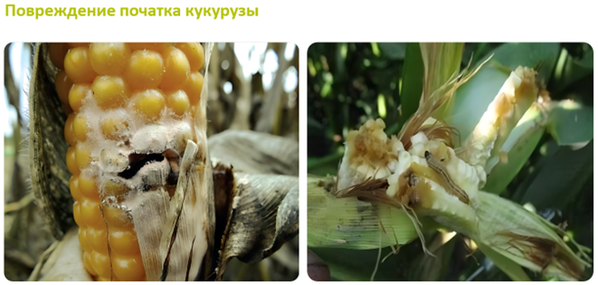 Повреждение початка кукурузы