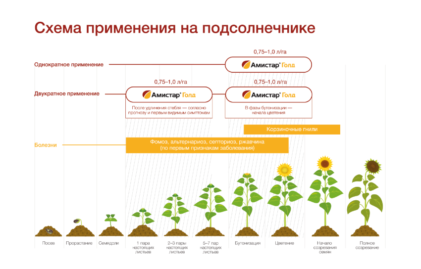 Схема применения на подсолнечнике Схема применения на подсолнечнике